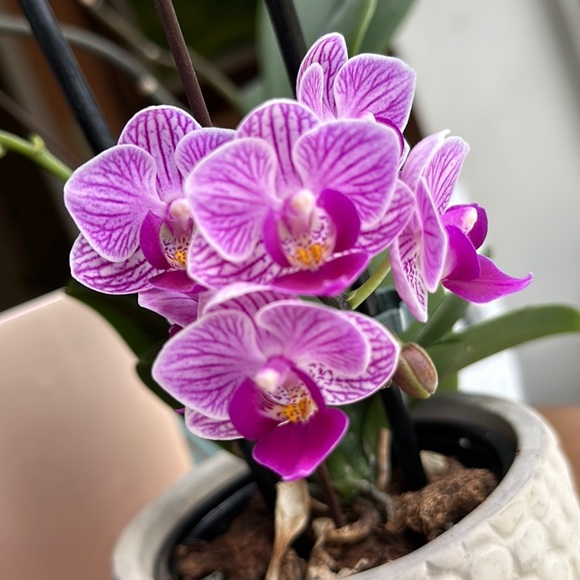 agnesandanthony